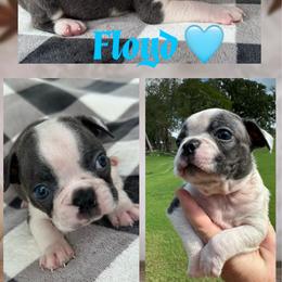Floyd - Blue male Boston Terrier puppy in Brazos Point, Texas from TX Southern Belle Boston Terriers