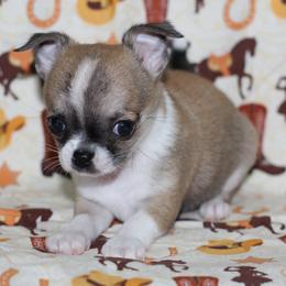 Solo 2,900 - Fawn and white male Chihuahua puppy in Cache, Oklahoma from Charming Lil Chihuahuas