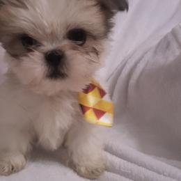 Rusty - Silver gold and white male Shih Tzu puppy in Willard, Utah from Shih-tzu Queen