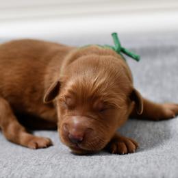 Kiwi - Dark golden male Golden Retriever puppy in Strawberry Plains, Tennessee from Origins Goldens