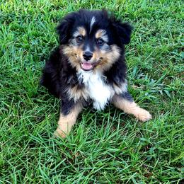 Miniature Australian Shepherd Puppies from Aussies Acre