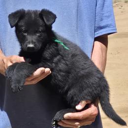 Boy 4 Green - Black male German Shepherd puppy in Lake George, Colorado from High Country German Shepherds
