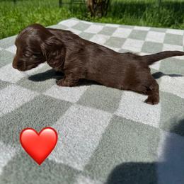Dachshund Puppies from Rock Bottom Farms