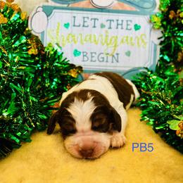 PB5 - Red and white male English Springer Spaniel puppy in Britton, South Dakota from K&S Canines