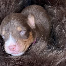Piglet- Hot Pink Collar - NBT - Red tri-color female Australian Shepherd puppy in Newport, Rhode Island from Wildlings Australian Shepherds