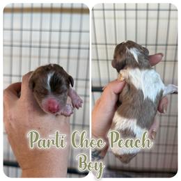 Boy 1 - Chocolate merle male Bernedoodle puppy in Youngstown, Florida from Wonderland’s Boujie Kennels
