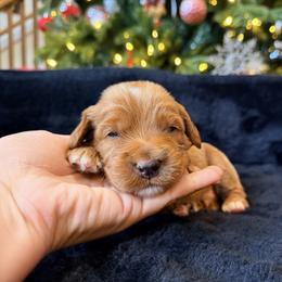 Peppermint - Red male Australian Labradoodle puppy in Summerfield, North Carolina from Four Oaks Labradoodles