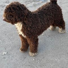 Spanish Water Dog Puppies from LIJA Spanish Water Dogs