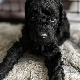 Poodles from Florida Miniature Poodles