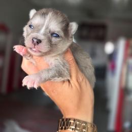 Rye - Merle female Pomsky puppy in Mc Callsburg, Iowa from SZ Rolling Acres LLC