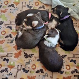 Yorkshire Terrier puppies from FiFi-s Pups