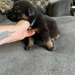 Girl 3 - German Shepherd puppy in Waycross, Georgia from Lloviendo Shepherds