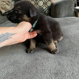 Girl 3 - German Shepherd puppy in Waycross, Georgia from Lloviendo Shepherds
