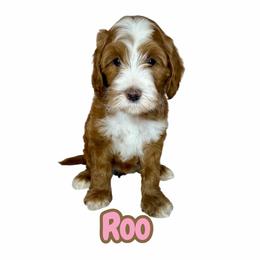 Roo - Red female Australian Labradoodle puppy in Upland, California from Kings Labradoodles
