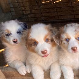 Australian Shepherd Puppies from Cannonrun Aussies