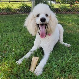 Dolly - Poodle