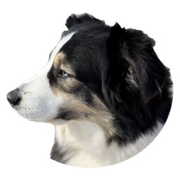 Shiloh - Australian Shepherd