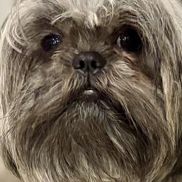 Paislee - Shih Tzu