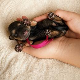 Pink Girl - Chocolate and tan female Dachshund puppy in Crandall, Texas from The Weenie Hut LLC