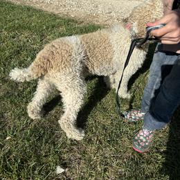 Bernedoodle and Poodle Puppies from Mid-West Bernedoodles