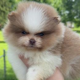 DUTCH - 3,500 dollars - Blue male Pomeranian puppy in Amelia, Ohio from Boujee Puff Poms