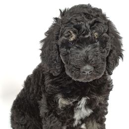 Poodle Puppies from DoodleHaven