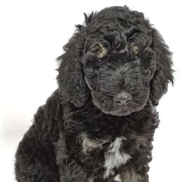 Poodle Puppies from DoodleHaven