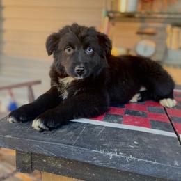 Girl 5 - Black & white female Australian Shepherd puppy in Smithville, Arkansas from Harris Farms and Aussies