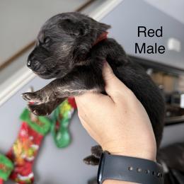Red - Black and tan male German Shepherd puppy in Terra Alta, West Virginia from Shepherd Country Farm and Kennels