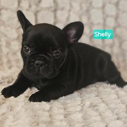 Shelly - Black female French Bulldog puppy in Neosho, Missouri from K2S Frenchies