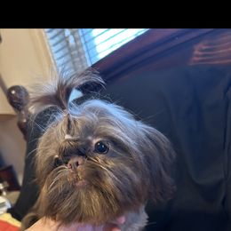 Gia - Shih Tzu