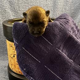 German Shepherd Puppies from vom Nachtal