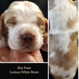 Boy 4 Douglas - Lemon and white male English Springer Spaniel puppy in Silverdale, Washington from TimberVale Springers
