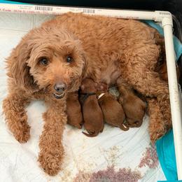 Zelda - Goldendoodle