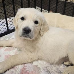Girl - 4th Pick - Light golden female Golden Retriever puppy in Citrus Heights, California from NorCalGoldens