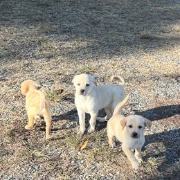 Labrador Retriever puppies from J Bar B Kennels