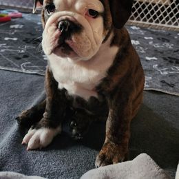 Bulldog Puppies from Mary Estabrook