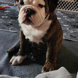 Bulldog Puppies from Mary Estabrook