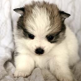 Pomeranian and Pomsky Puppies from Blueberry Poms and Pomskies