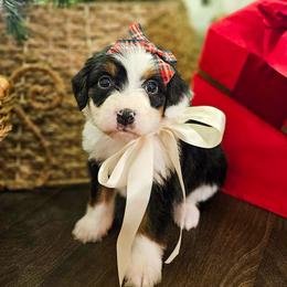 Cinnamon - Tri-color female Bernedoodle puppy in Russell Springs, Kentucky from 270 Doodles