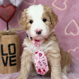 Dark blue-nick - Red male Bernedoodle puppy in Yuciapa, California from AlltheDoodlez_