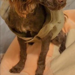 Snoop - Yorkipoo