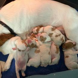 Boy 1 - White and orange male Brittany puppy in Northbrook, Illinois from Endellion Brittany’s