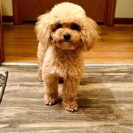 London - Poodle