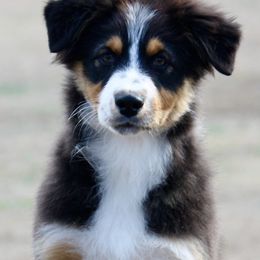 Black Tri #2 - Australian Shepherd puppy in Jasper, Alabama from Blackwater Australian Shepherds