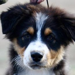 Black Tri #2 - Australian Shepherd puppy in Jasper, Alabama from Blackwater Australian Shepherds