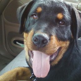 Rottweilers from Drayford Reed's Rottweilers