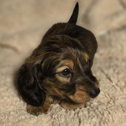Reba - Red female Dachshund puppy in Lucedale, Mississippi from Hopper Road Miniature Dachshunds