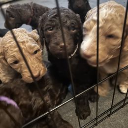 Poodle Puppies from The Stone’s Poodles