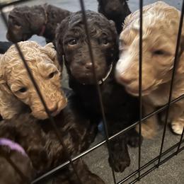 Poodle Puppies from The Stone’s Poodles